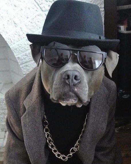 Foto de mi perro